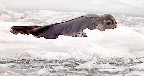 Facts About Harp Seals